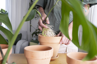 Banner. a young man hands holding monstera deliciosa roots. cultivation for indoor potted plants