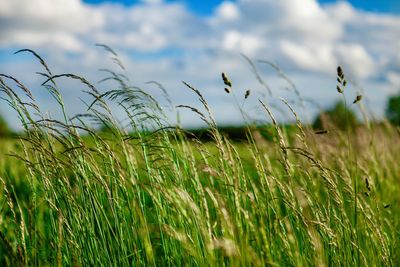 Crops growing on field against sky