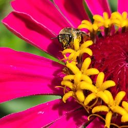 Close-up of insect on pink flower