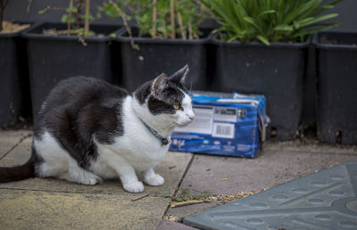 Close-up of a cat looking away