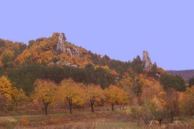 Trees in forest against clear sky during autumn