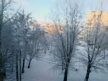 Close-up of bare trees during winter