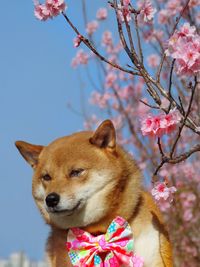 Low angle view of dog on tree