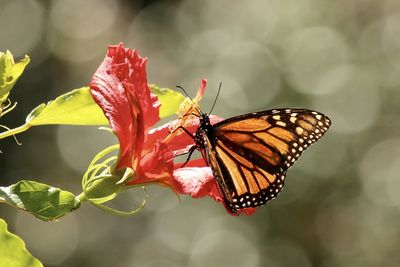 Close-up of butterfly on red flower