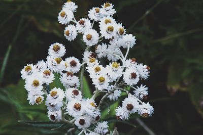 Close-up of white flowers