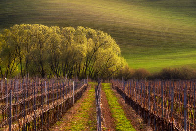 Trees growing on field