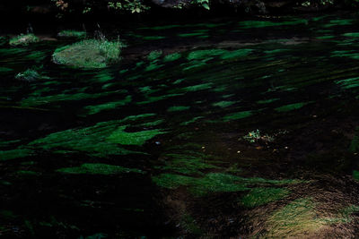 High angle view of water flowing through rocks in forest