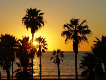 Silhouette palm trees on beach during sunset