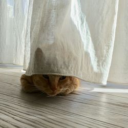 Cat hiding behind curtain at home