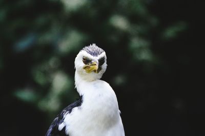 Close-up portrait of owl