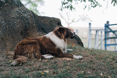 View of a dog relaxing on field