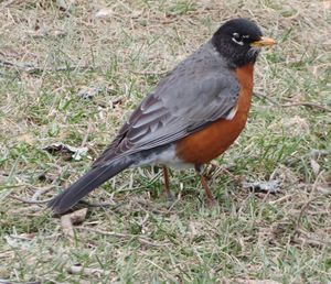 Close-up of bird perching on field