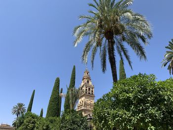 Low angle view of coconut palm tree against sky