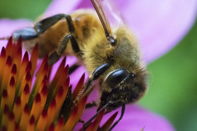 Close-up of bee pollinating on purple flower