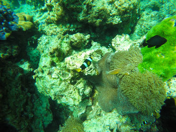 Close-up of coral swimming in sea