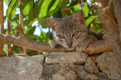 Portrait of cat on branch