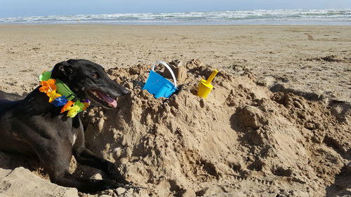 Panoramic view of dog on beach