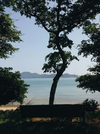 Trees growing at lakeshore