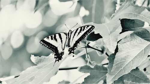 Close-up of butterfly pollinating flower