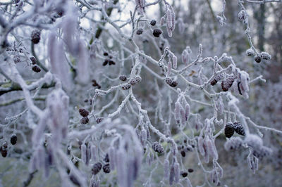 Close-up of frozen plant during winter