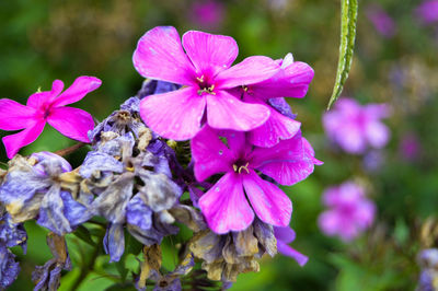 Close-up of bee on purple flowers