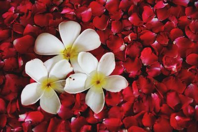 High angle view of white flowering plants