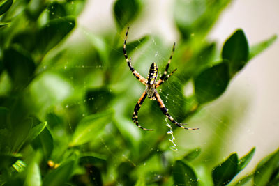 Close-up of spider on web