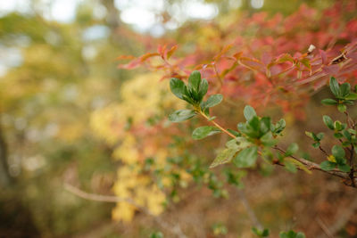 Close-up of flowering plants against blurred background