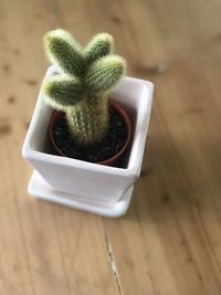 High angle view of succulent plant on table