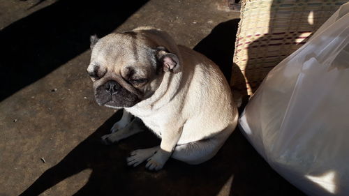 High angle view of dog looking at camera