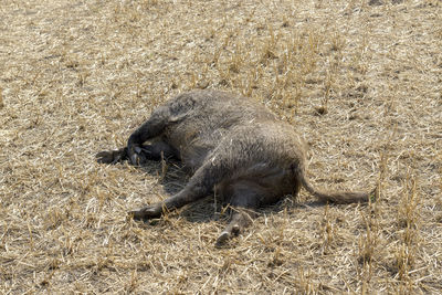 High angle view of a horse on field