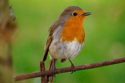 Close-up of bird perching on branch