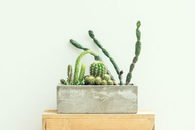 Close-up of succulent plant against white background