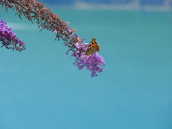 Butterfly pollinating on pink flowers against sea