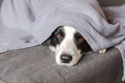 Close-up portrait of dog resting on bed