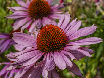 Close-up of pink flower