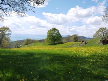 Scenic view of field against sky