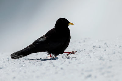 Close-up of bird perching on a land