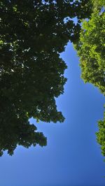 Low angle view of trees against blue sky