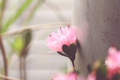 Close-up of pink flowers