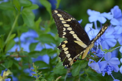 Close-up of butterfly pollinating on flower