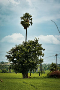 Trees on field against sky