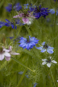 Close-up of purple flowering plants on field