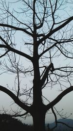 Low angle view of silhouette bare tree against sky