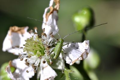 Close-up of white flowering plant