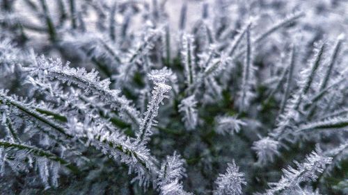 Close-up of snow covered pine tree