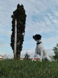 Dog sitting on field against sky