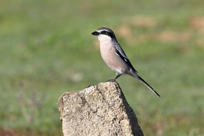 Close-up of bird perching on wood