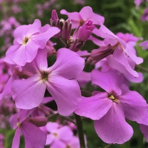 Close-up of pink flowers blooming outdoors