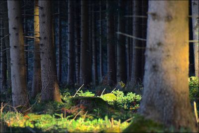 Close-up of bamboo trees in forest